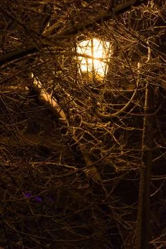Lantern night snow tree Photos