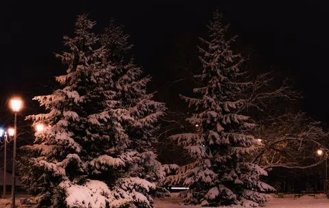 Lantern night snow tree Фото