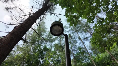 A lantern in a park with a view of treetops and the sky Stock Footage 306401660