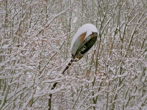 Lantern Stock Photos