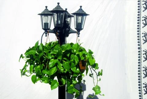 Lantern with plants on the background of white sheet with black canvas Stock Photos