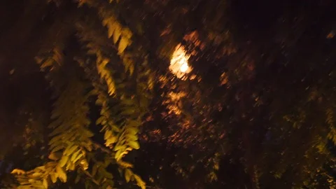 A lantern stuck in trees in chiang mai Stock Footage 100361103