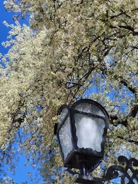 Lantern surrounded by blooming spring tree Stock Photos