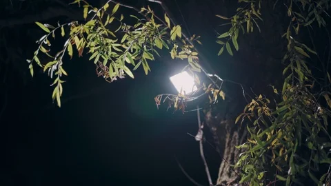 A lantern on a tree shines at night among green leaves Stock Footage 127004845