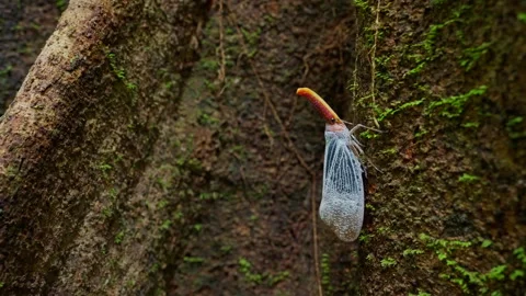 Lanternbug on a tree trunk Stock Footage 318622852
