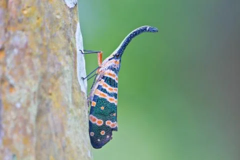 Lanternflies insect 스톡 사진