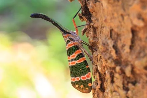 Lanternflies insect Stock-Fotos
