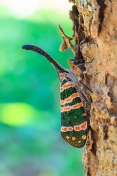 Lanternflies insect Stock-Fotos