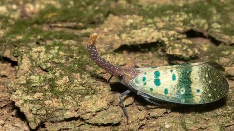 Lanternflies (Pyrops candelaria) Stock Photos