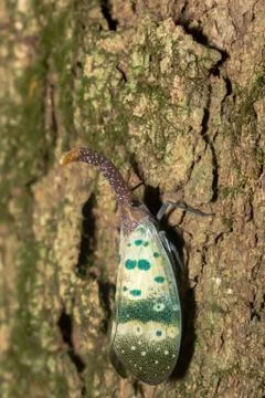 Lanternflies (Pyrops candelaria) Stock Photos