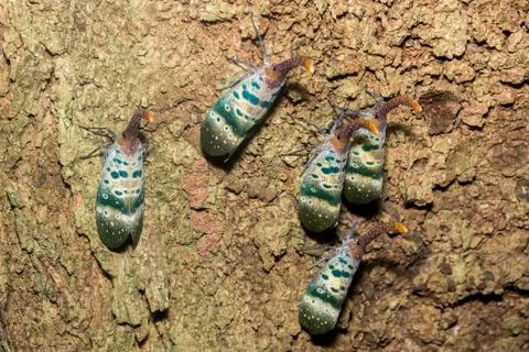 Lanternflies (Pyrops candelaria) Stock Photos