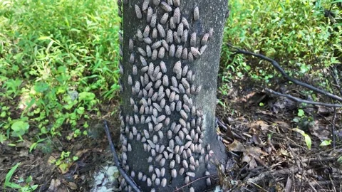 Lanternfly Infestation on Tree Trunks in a Forested Area During Summer. Stock Footage 282330734