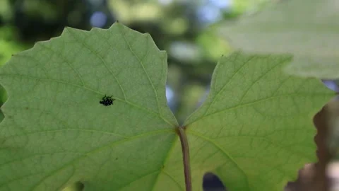 Lanternfly Lurking Stock Footage 277135309