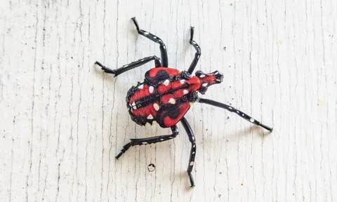 Lanternfly-nymph-11 Stock Photos