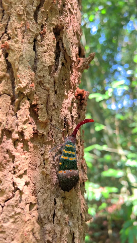 Lanternfly perched on tree trunk displaying vibrant patterns Stock Footage 276180286