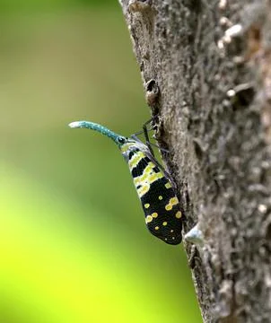 Lanternfly Pyrops candelaria on the tree. Photos