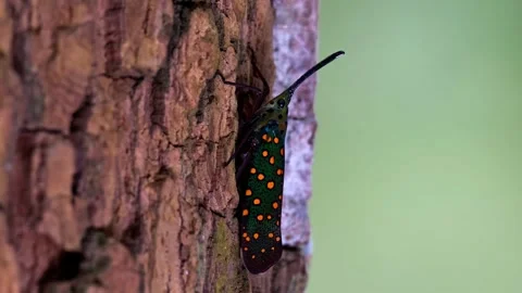 Lanternfly resting on tree bark with colorful spotted wings Stock Footage 340797616