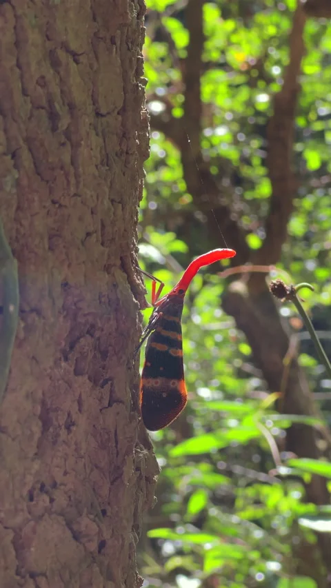 Lanternfly resting on tree bark in natural forest setting, showcasing Vídeos de archivo 278153310