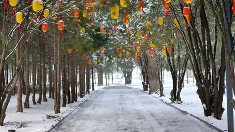 Lanterns on the branches. Stock-Footage 343695465