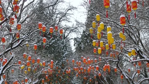 Lanterns on the branches. Video stock 343695564