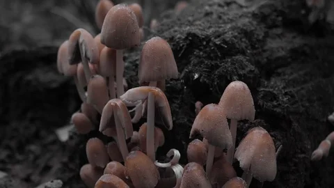 Lanterns Stock Footage 117724787