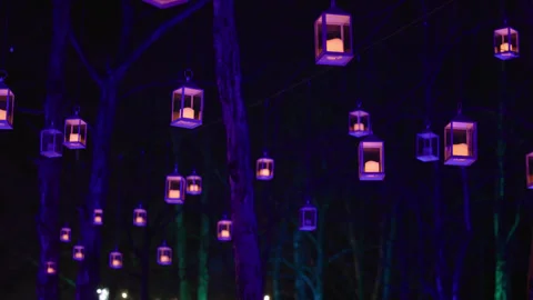 Lanterns hanging in a forest Stock Footage 323576093