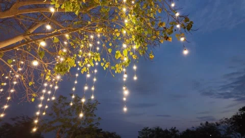 Lanterns hanging from tree to decorate Stock Footage 264722444