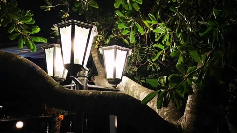 Lanterns in tree Vídeo Stock 164999025