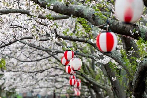 Lanterns underneath the sakura or cherry blossom trees in spring in Japan Stock Photos