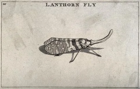 A lanthorn fly. Engraving. Stock Illustration
