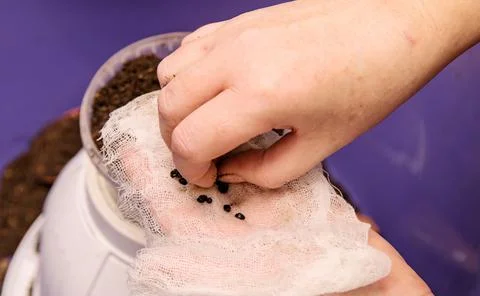 Lanting the prepared seeds in the pot with soil for future seedlings Stock Photos