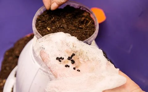 Lanting the prepared seeds in the pot with soil for future seedlings Stock Photos