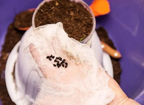 Lanting the prepared seeds in the pot with soil for future seedlings Stock Photos