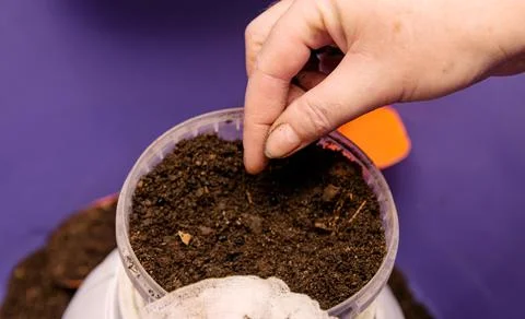 Lanting the prepared seeds in the pot with soil for future seedlings Stock Photos