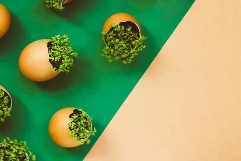 Lanting seedlings in eggshells and growing useful micro-greenery at home 스톡 사진