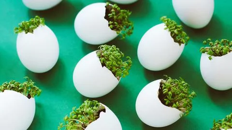 Lanting seedlings in eggshells and growing useful micro-greenery at home Stock Photos