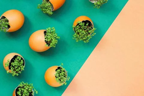 Lanting seedlings in eggshells and growing useful micro-greenery at home Stock Photos