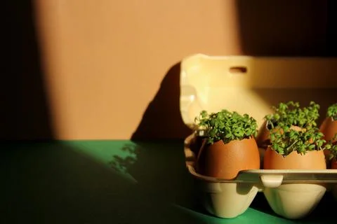 Lanting seedlings in eggshells and growing useful micro-greenery at home Fotos Stock