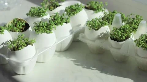 Lanting seedlings in eggshells and growing useful micro-greenery at home 스톡 사진