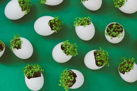 Lanting seedlings in eggshells and growing useful micro-greenery at home Photos