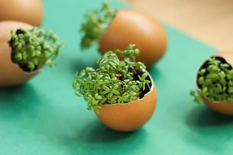 Lanting seedlings in eggshells and growing useful micro-greenery at home Fotos Stock