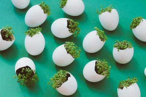 Lanting seedlings in eggshells and growing useful micro-greenery at home 스톡 사진