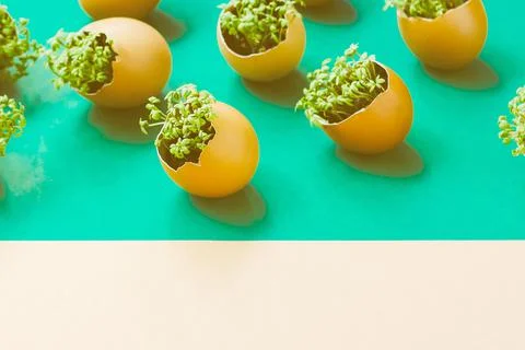 Lanting seedlings in eggshells and growing useful micro-greenery at home 库存照片