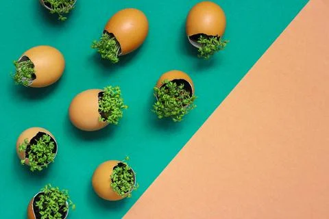 Lanting seedlings in eggshells and growing useful micro-greenery at home Stock Photos