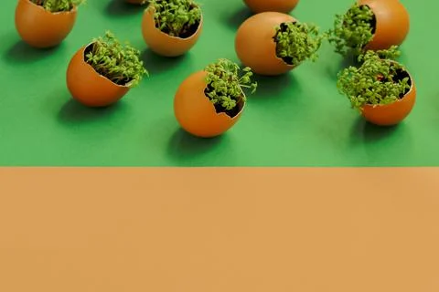 Lanting seedlings in eggshells and growing useful micro-greenery at home Fotos Stock