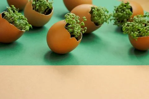Lanting seedlings in eggshells and growing useful micro-greenery at home Fotos de archivo
