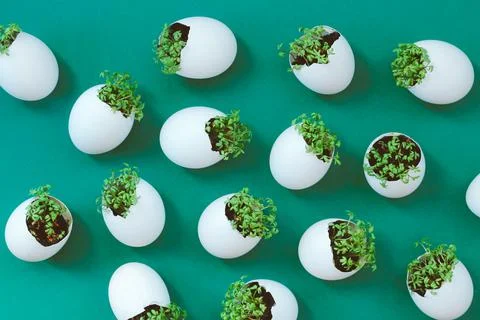 Lanting seedlings in eggshells and growing useful micro-greenery at home 写真素材
