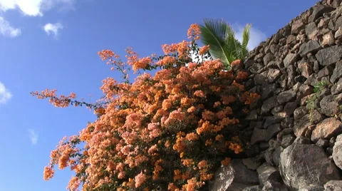 Lanzarote - flora - flowers Stock Footage 55491480