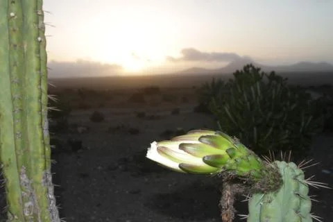 Lanzarote Stock Photos