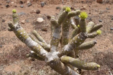 Lanzarote Stock Photos